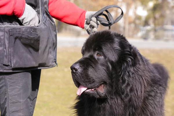 Especialista en perros con Terranova —  Fotos de Stock