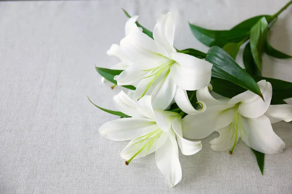 Hermosos lirios blancos —  Fotos de Stock