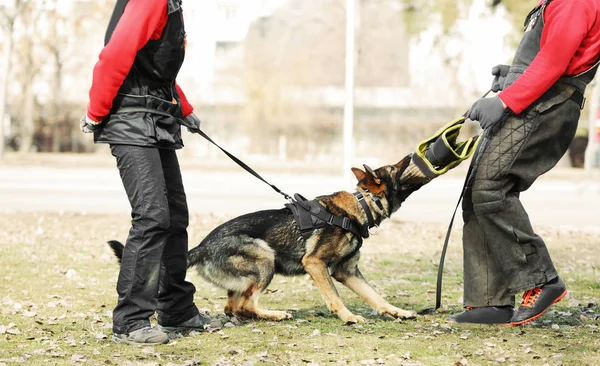 Utbildning av arbetande hund utomhus — Stockfoto