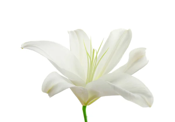 Beautiful lily on white — Stock Photo, Image