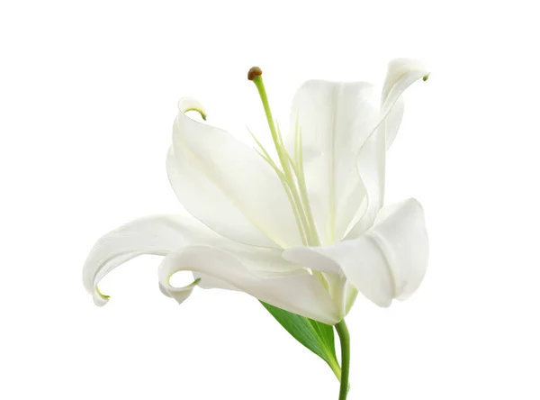 Красивая лилия на белом — стоковое фото
