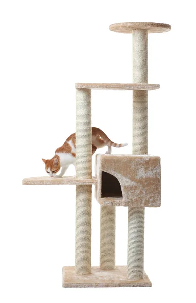 Cute funny cat and cat tree — Stock Photo, Image