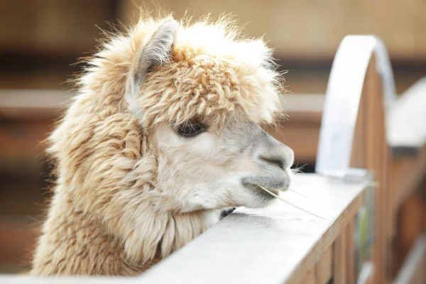 Cute funny alpaca — Stock Photo, Image