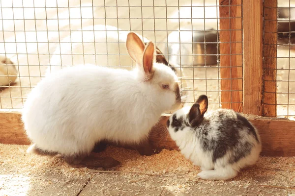 Cute funny rabbits — Stock Photo, Image