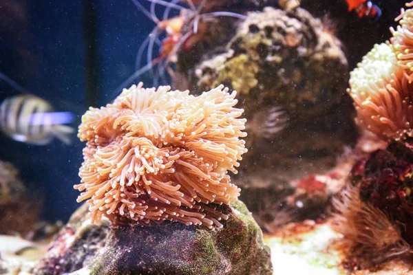 Actinia e corais em belo aquário — Fotografia de Stock