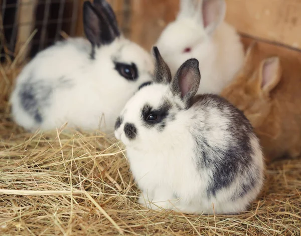 Cute funny rabbits — Stock Photo, Image