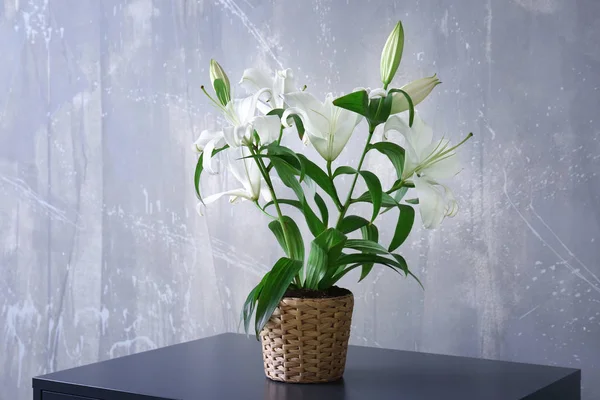 Gyönyörű fehér liliom — Stock Fotó