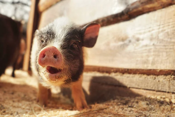 Cute funny pig — Stock Photo, Image