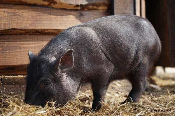 Cute funny pig — Stock Photo, Image