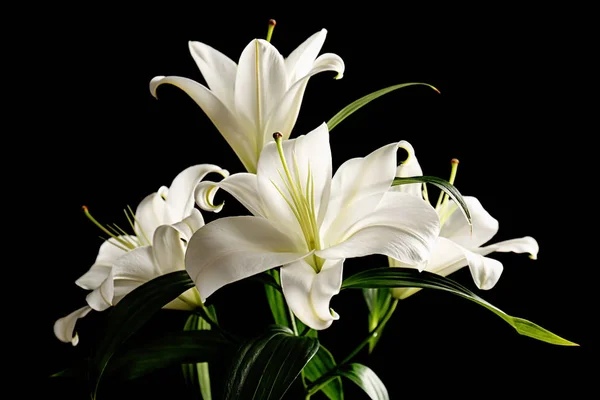 Easter lilies Stock Photos, Royalty Free Easter lilies Images |  Depositphotos
