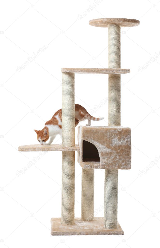 Cute funny cat and cat tree  