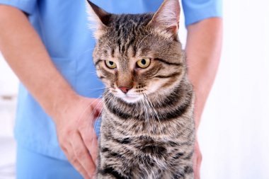 Klinikte kediyi muayene eden veteriner.