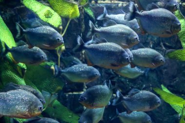 Egzotik piranha balığı akvaryum