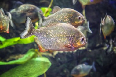 Egzotik piranha balığı akvaryum
