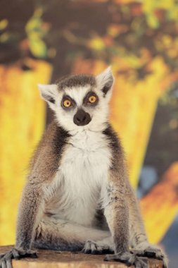 Cute funny ring-tailed lemur  clipart
