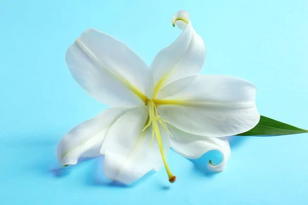 Beautiful white lily — Stockfoto