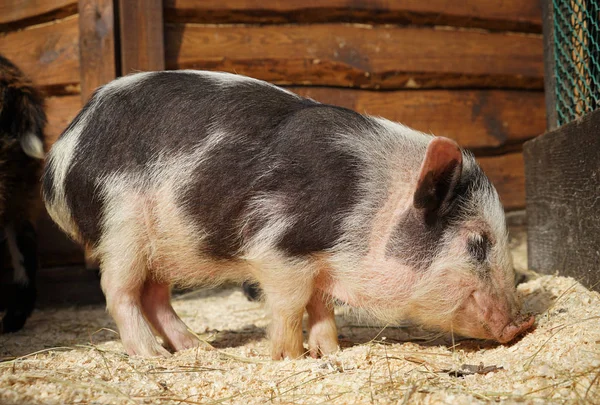 Cute funny pig — Stock Photo, Image