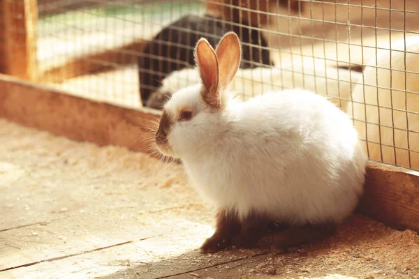 Lindos conejos divertidos —  Fotos de Stock