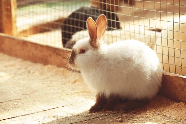 Mignons lapins drôles — Photo