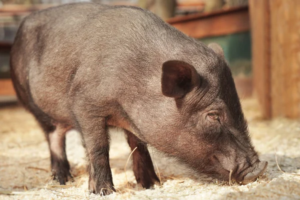 Cute funny pig — Stock Photo, Image