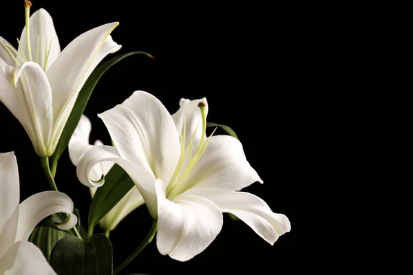 Beautiful white lilies — Stock Photo, Image