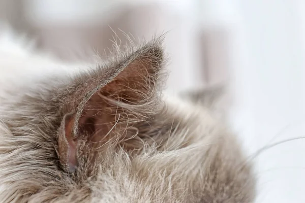 Fluffy cat ears — Stock Photo, Image