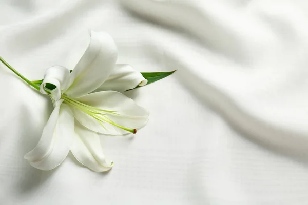美しい白いユリ — ストック写真