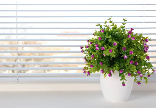 Otthon a gyönyörű növény — Stock Fotó