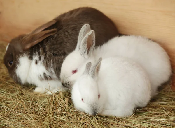 Cute funny rabbits — Stock Photo, Image