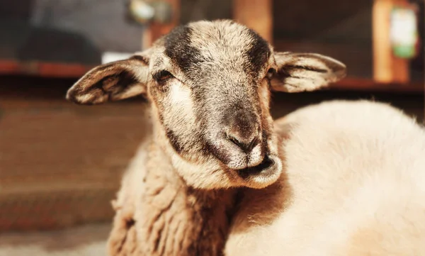 Cute funny sheep — Stock Photo, Image