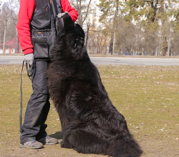 Köpek uzmanı ile Newfoundland — Stok fotoğraf