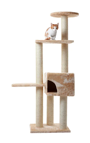 Lindo gato divertido y árbol de gato — Foto de Stock