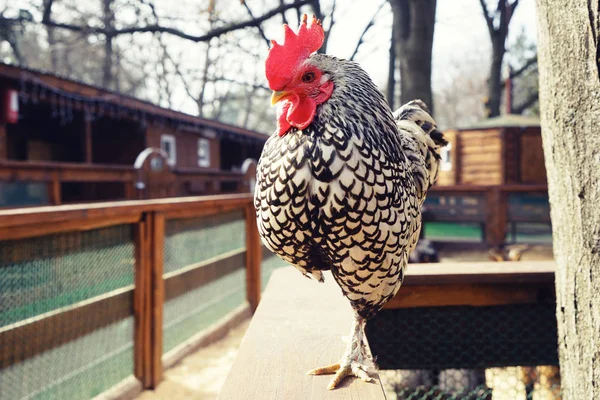 Polla doméstica amigable —  Fotos de Stock