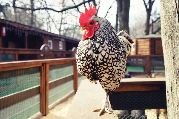 Binnenlandse vriendelijke pik — Stockfoto