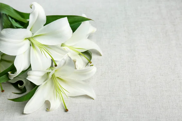 Beautiful white lilies — Stock Photo, Image