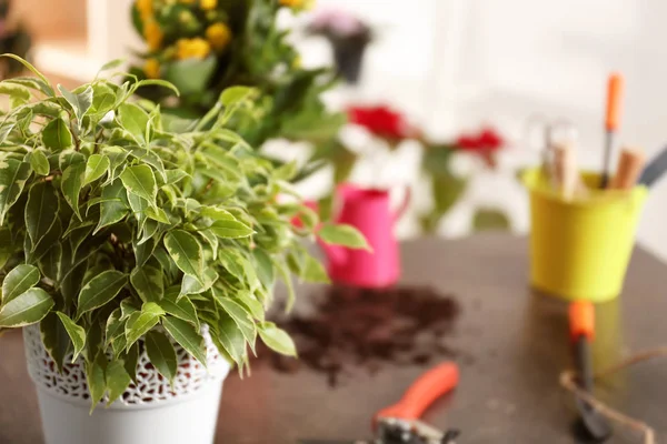 Planta de primavera con equipo de jardinero —  Fotos de Stock