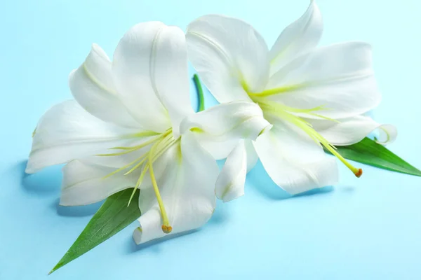 Beautiful white lilies — Stock Photo, Image