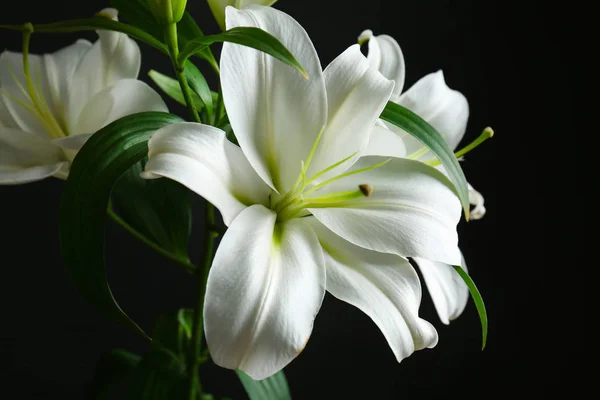 Schöne weiße Lilien — Stockfoto