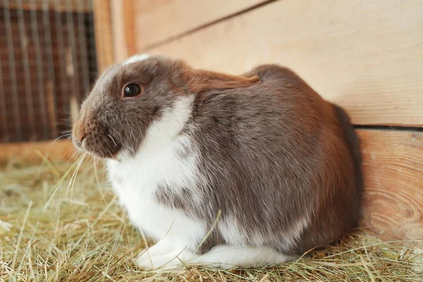 Cute funny rabbit — Stock Photo, Image