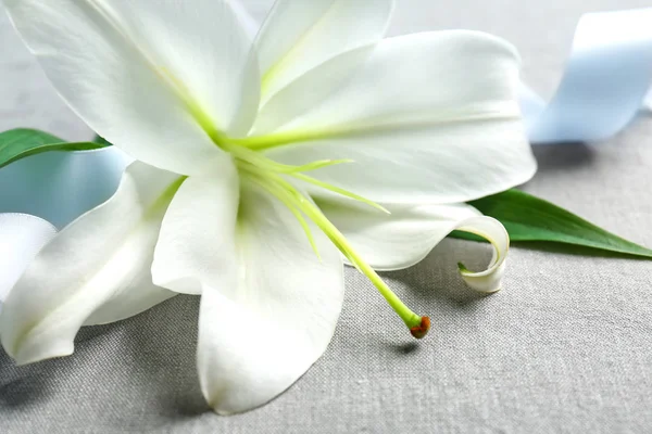 Lírio branco bonito — Fotografia de Stock