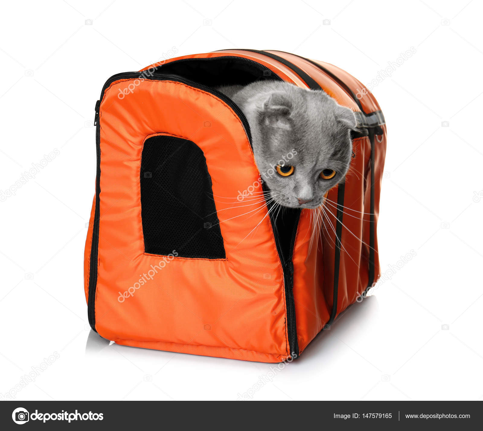 Cute funny cat Stock Photo by ©belchonock 147579165