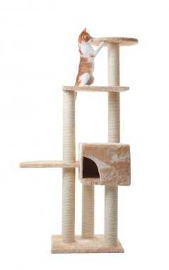 Şirin komik kedi ve kedi ağaç  