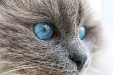 Evdeki sevimli kedi.