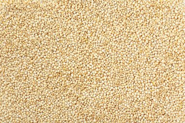 ham quinoa tohumları  