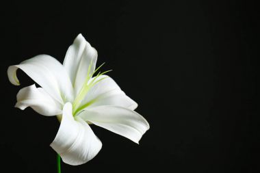 Beautiful white lily  clipart