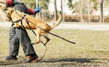 Açık havada çalışan köpek eğitim