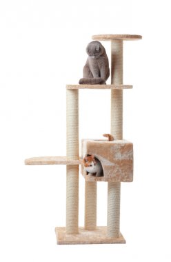 funny cats and cat tree  clipart