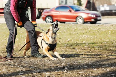 Açık havada çalışan köpek eğitim