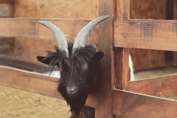 Cute funny goat — Stock Photo, Image