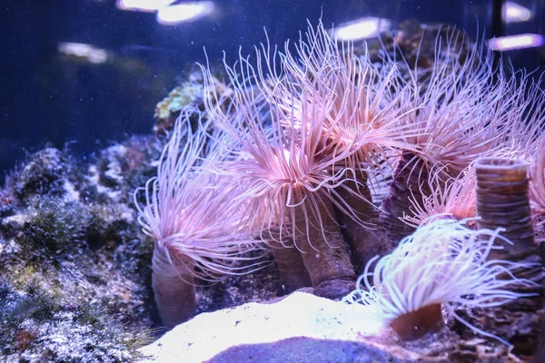 Sea anemones in beautiful aquarium — Stock Photo, Image